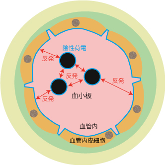 凝固異常、血栓、血行不良、着床障害、不育症