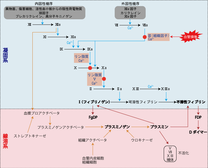 血栓、凝固因子、血小板、血行不良