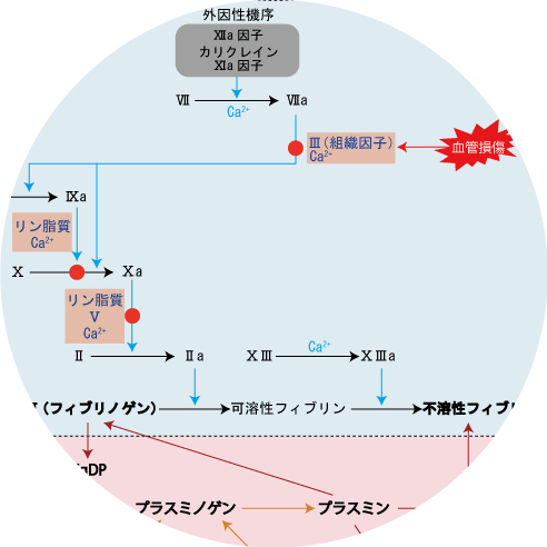 血栓、凝固因子、血小板、血行不良