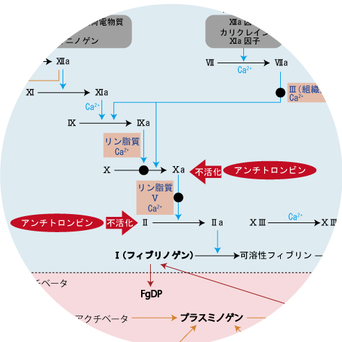 血栓、凝固因子、血小板、血行不良