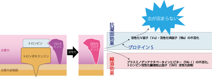 血栓、凝固因子、血小板、血行不良